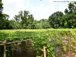 Organic Farm