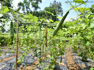 Organic Farm (Jhinge)