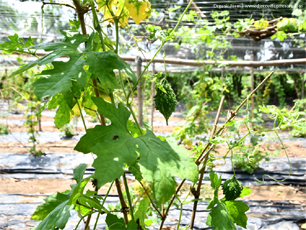 Organic Farm (Bitter Gourd)