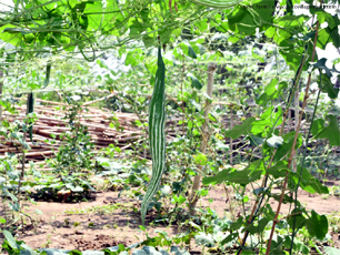 Organic Farm (Snake Gourd)