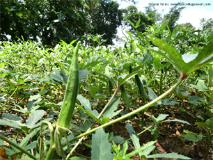 Organic Farm (Lady