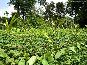 Organic Farm (Turmeric)