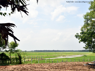 Paddy Field