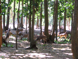 Jhargram Mini Zoo
